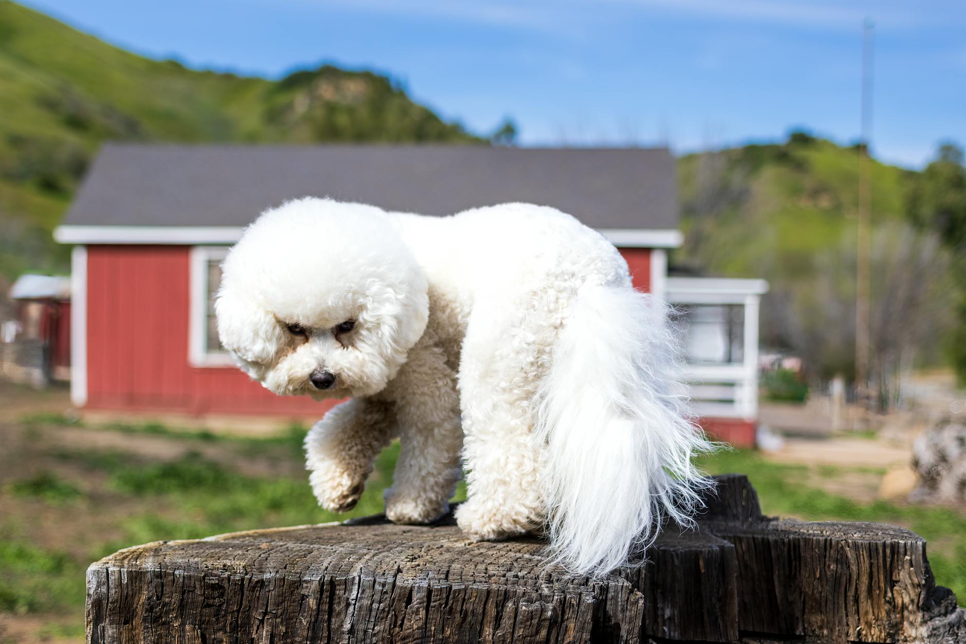 Bichon Frisé im Garten
